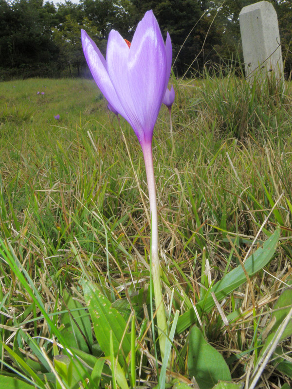 Crocus ligusticus / Zafferano ligure